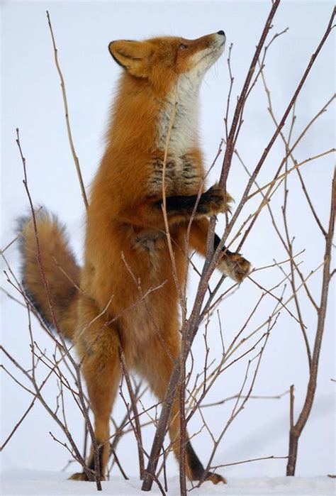 Pin Di Cinzia Su Foxes Nel 2020 Animali Belli Animali Selvaggi Volpe