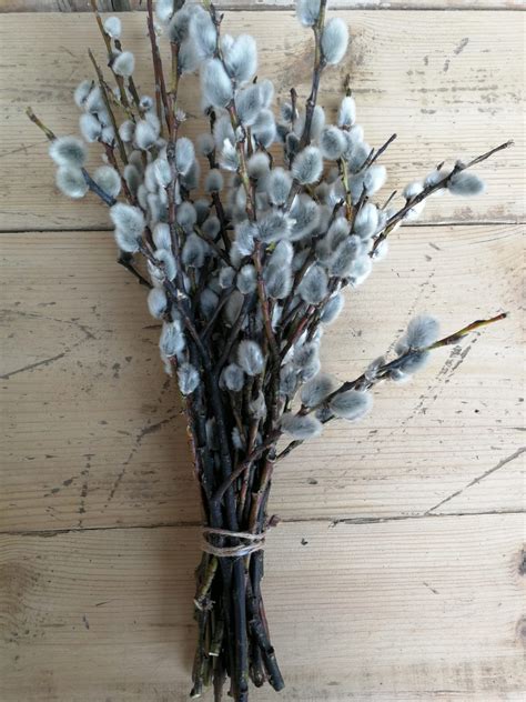 Medium Pussy Willow Bouquet Soft Willow Bunch Spring Home Etsy