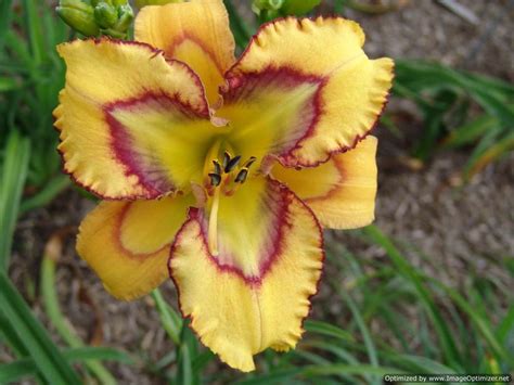 Photo Of The Bloom Of Daylily Hemerocallis Geometric Wizard Posted