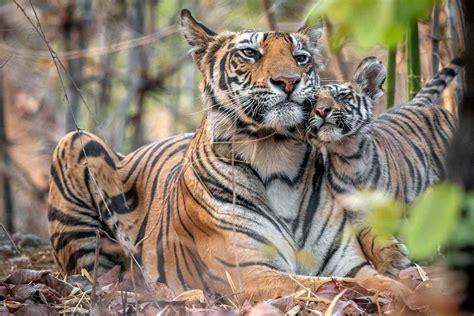 Photographer Captures Tender Moment Between Tiger Mom And Her Cubs