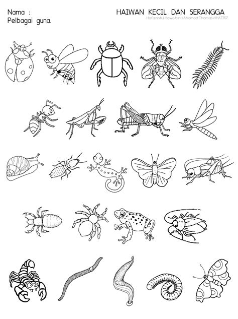 Cikgu Fieza Hhat157 Haiwan Kecil And Serangga