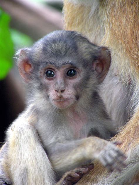 Cute Mammals Monkey Pets Lovers