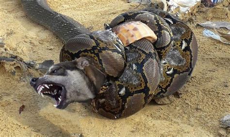Big Mistake When Python Catch Hunting Dog When Animals Fight Back
