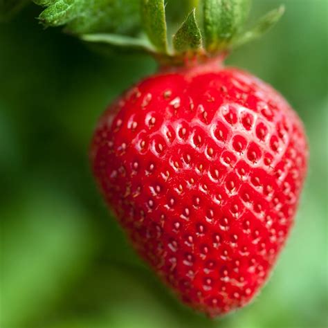 Strawberry Beautiful Strawberry 20700