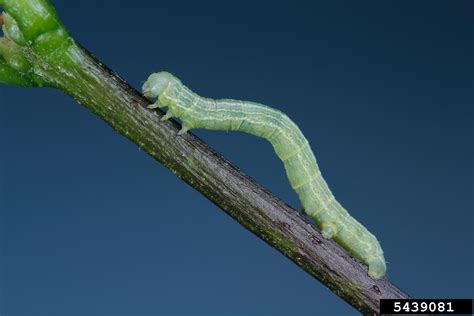 Cankerworms N C Cooperative Extension