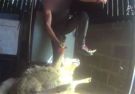 Sheep In The Uk Beaten Stomped On Cut And Killed For Their Wool