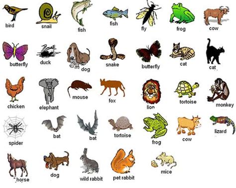 100 Nama Hewan Dalam Bahasa Inggris Homecare24