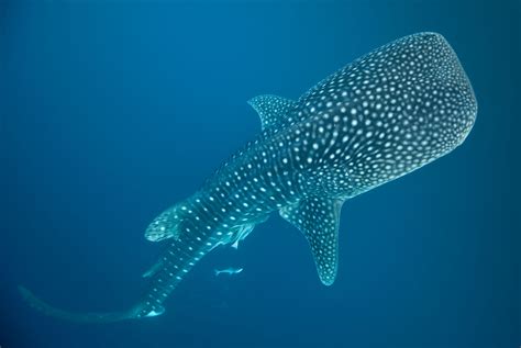 Facts About The Worlds Largest Sharks Whale Shark Whale Shark Pictures