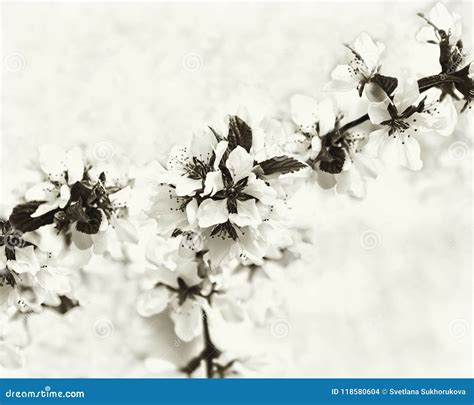 Vintage Monochrome Spring Floral Background Stock Photo Image Of