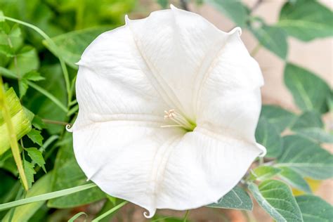 How To Grow And Care For Moonflower