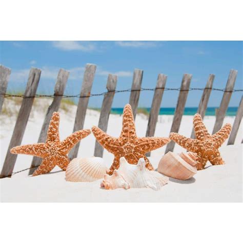 Dimex Photographic Starfish Animals Wall Mural Ms 5 0206 The Home Depot