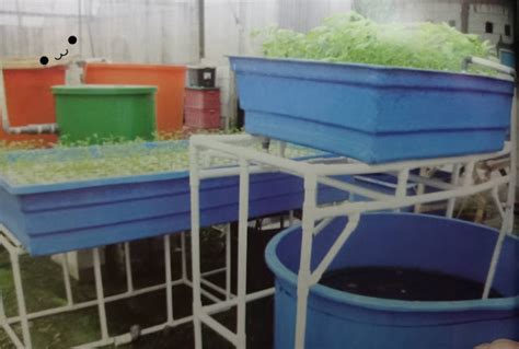 Jenis Tanaman dan Ikan yang Cocok Untuk Akuaponik