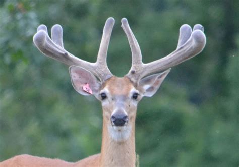 understanding antlers helps hunters to find the big ones pittsburgh post gazette