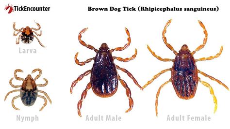 Brown Dog Tick Tickencounter