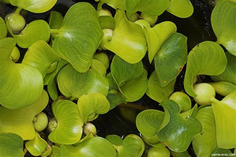 Eichhornia crassipes (Water hyacinth) (Piaropus crassipes)