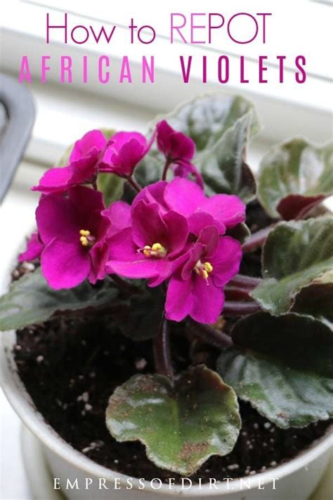 How To Repot African Violets Empress Of Dirt African Violets Plants