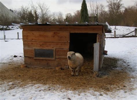 Getting Your Sheep Barn Ready For Winter 4 H Animal Science Resource Blog
