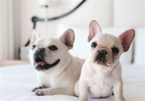 He has a white coat with blue sable markings, therefore making him one of a kind. How To Find The Right French Bulldog Breeder - What The ...