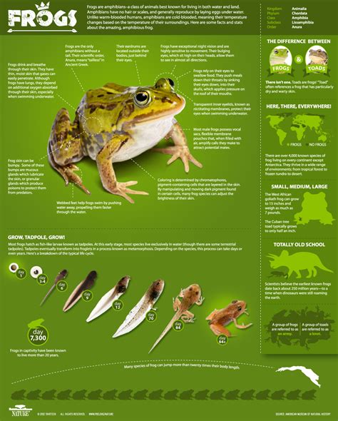 Frogs The Thin Green Line Infographic All About Frogs Nature