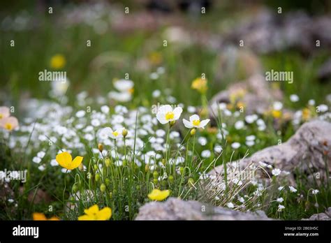 Little White Flowers With Yellow Centres Growing Wild Stock Photo Alamy