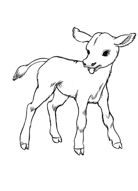 Farm Animal Coloring Pages Little Calf Cow Coloring Pages Animal