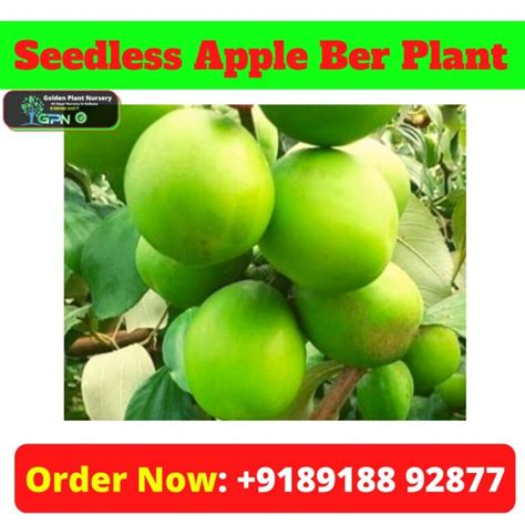 Best Apple Ber Plant Nursery In Kolkata Best Plant Nursery In Kolkata Golden Plant Nursery