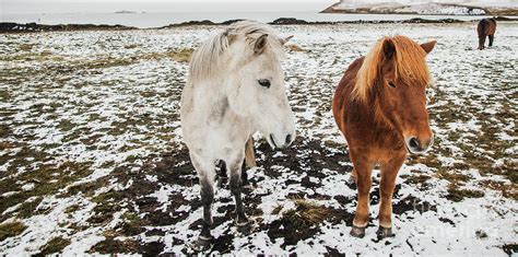 horses  icelandic race   snowy enclosure environmentalists   preserve  purity
