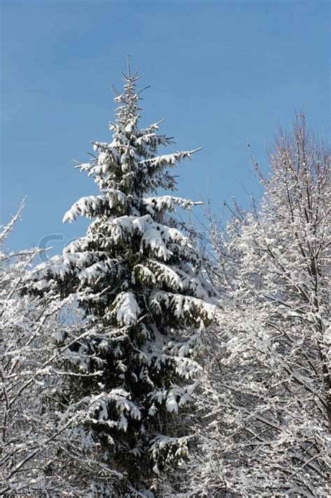 Top Of Winter Snow Covered Fir Tree In Stock Image Colourbox