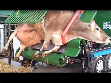 Top Farm Compilation That Will Amaze You Professional Hoofs Trimming Amazing Transporting