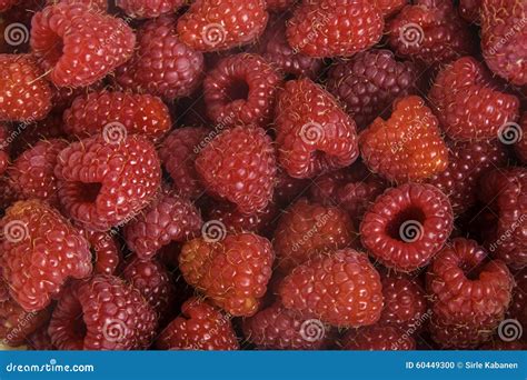 Raspberry Background Stock Photo Image Of Berries Fresh 60449300