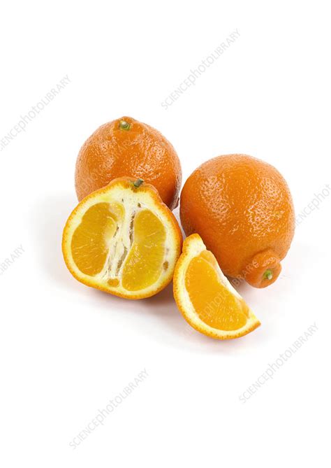 jaffa oranges stock image c051 4795 science photo library