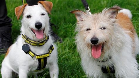 Dad And Daughter Doggy Duo Seek New Home Together Wales