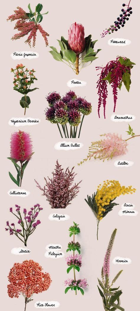 The Best Unique Flowers With Names And Pics Types Of Flowers