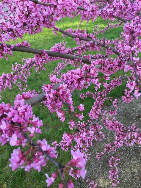 7 Great Flowering Trees For North Carolina Progardentips