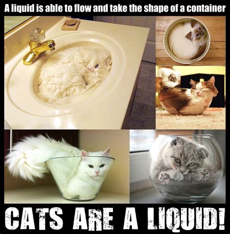 Therefore Cats Are A Liquid