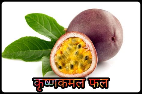 Passion Fruit In Hindi कृष्णकमल फल Soch Ka Safar