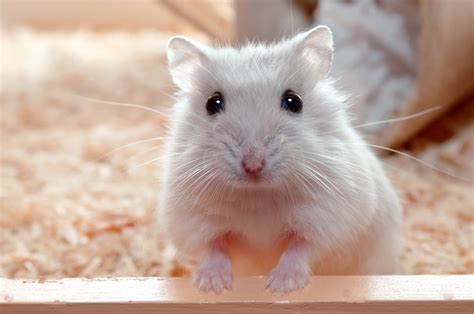 How To Be A Good Hamster Owner Distancetraffic19