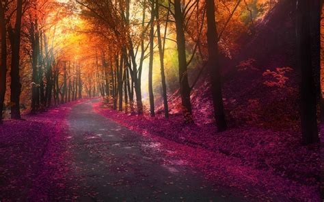 Wallpaper 1230x768 Px Colorful Fall Hill Landscape Leaves