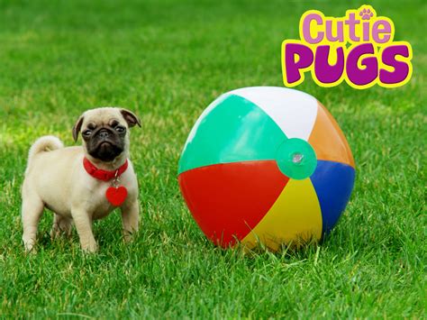 Watch Cutie Pugs Season 1 Prime Video