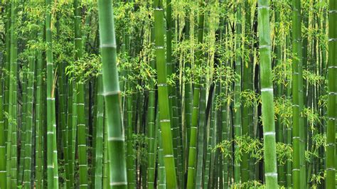 75 Green Bamboo Wallpaper