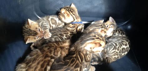 Buy and sell on gumtree australia today! Bengal Cats NZ | Bengal Kittens For Sale Auckland | Bengal ...