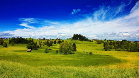 Green Field Trees Blue Sky Phone Wallpapers