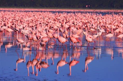 Lake Nakuru Kenya Seeing Millions Of Pink Flamingos In One Place Is