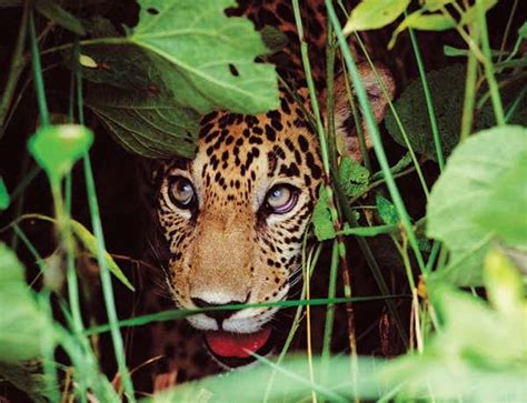 The Jaguar Whisperer Who Gave Them A Voice New Scientist