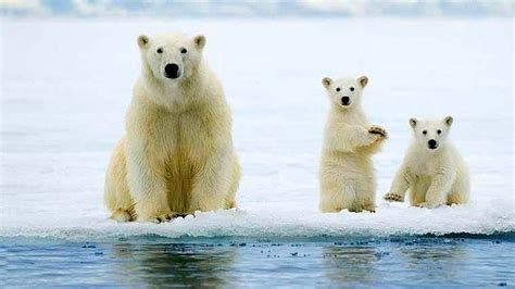 Petition · Save Endangered Polar Bears ·