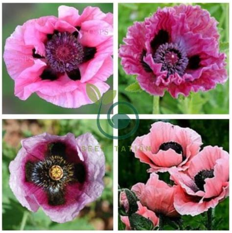 Rare Beautiful Perennial Pink Poppy Flowers With Black Eyes 200 Seeds