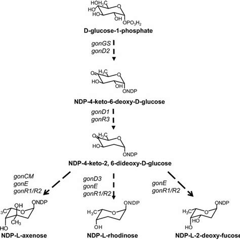 Schematic Representation Of The Proposed Biosynthesis Pathway Of