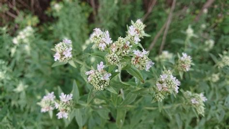 Hairy Mountain Mint Rwmwd Plant Guide · Inaturalist