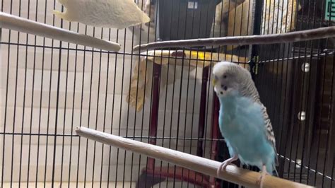 Budgies Relaxing Sound Budgielife Youtube