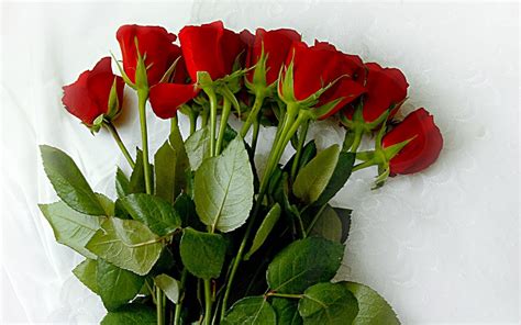 Check spelling or type a new query. World's Top 100 Beautiful Flowers Images Wallpaper Photos ...